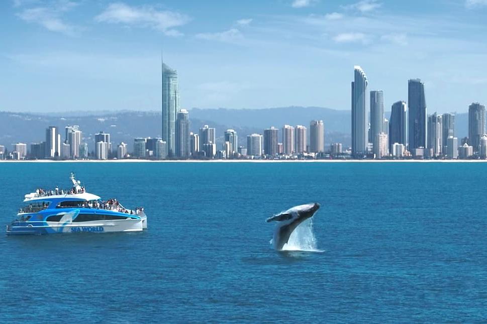 DGC_NZ_WHALE_WEB