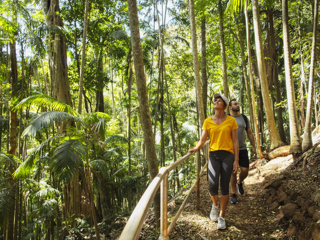 Curtis Falls, Tamborine Mountain